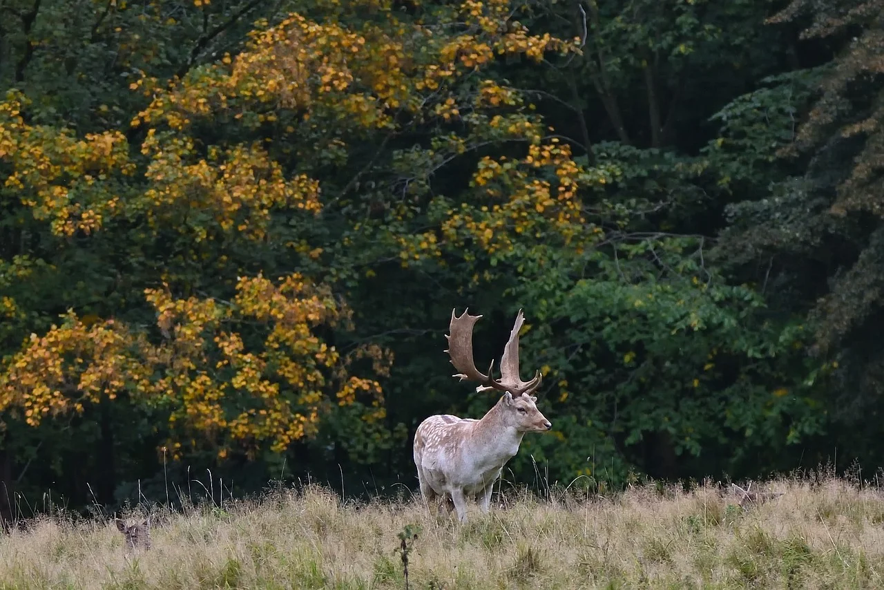 4500 Вт Высокое качество 808 диодный лазер для удаления волос 4 длины волны 755 нм 808 нм 1064 нм диодный постоянный лазер для удаления волос, салон красоты
4500 Вт Высокое качество 808 диодный лазер для удаления волос 4 длины волны 755 нм 808 нм 1064 нм диодный постоянный лазер для удаления волос, салон красоты