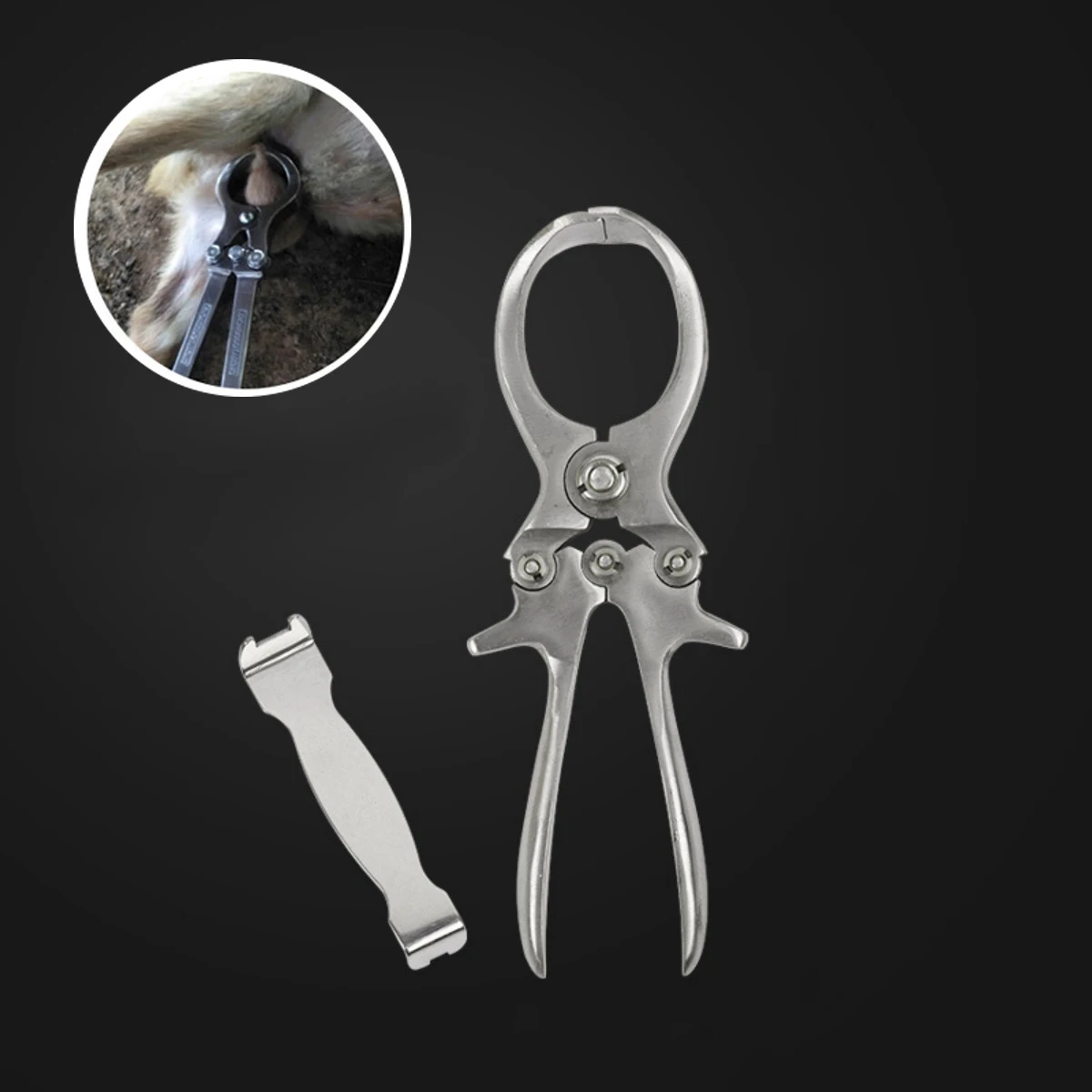 1Pc Stainless Steel Pig Castration Clamp Bloodless Sheep Pig Castration Forceps Farm Animal Breeding Equipment Length 23cm
1Pc Stainless Steel Pig Castration Clamp Bloodless Sheep Pig Castration Forceps Farm Animal Breeding Equipment Length 23cm