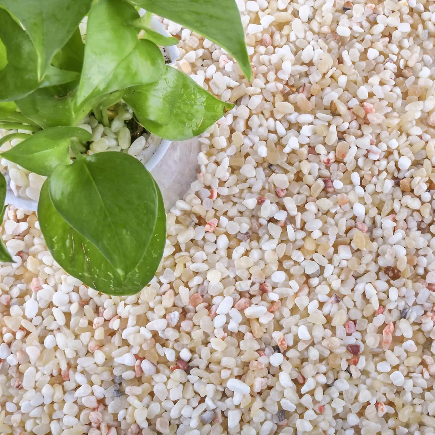 18lb Natural Aquarium Gravel for Fish Tank and Plants, 1/5Inch Small Pea Gravel with No Sharp Edges, Decorative River Rocks for Succulents Cactus Landscaping, Vases Terrarium
18lb Natural Aquarium Gravel for Fish Tank and Plants, 1/5Inch Small Pea Gravel with No Sharp Edges, Decorative River Rocks for Succulents Cactus Landscaping, Vases Terrarium