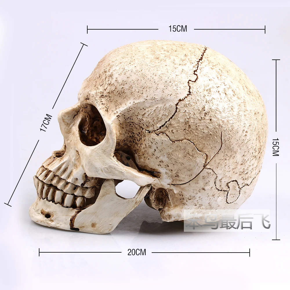 New arrival white 1: 1 human skull model life size resin skull model art teaching human skeleton model free shipping
New arrival white 1: 1 human skull model life size resin skull model art teaching human skeleton model free shipping