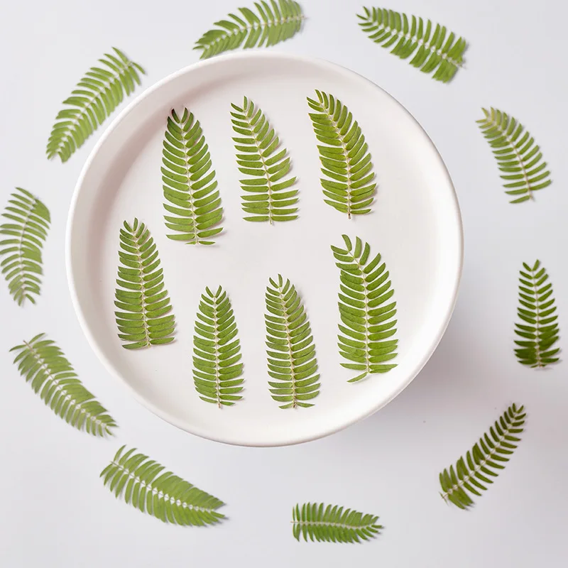 60pcs Pressed Dried Flower Sesbania Cannabina Leaf Herbarium For Epoxy Resin Jewelry Making Bookmark Face Makeup Nail Art Craft
60pcs Pressed Dried Flower Sesbania Cannabina Leaf Herbarium For Epoxy Resin Jewelry Making Bookmark Face Makeup Nail Art Craft