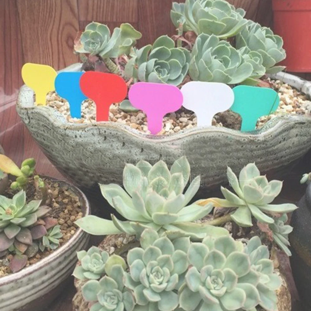 100PCS Colorful PVC Gardening Labels Plant Markers Garden Bonsai Succulent Seedings Tags Sign
100PCS Colorful PVC Gardening Labels Plant Markers Garden Bonsai Succulent Seedings Tags Sign