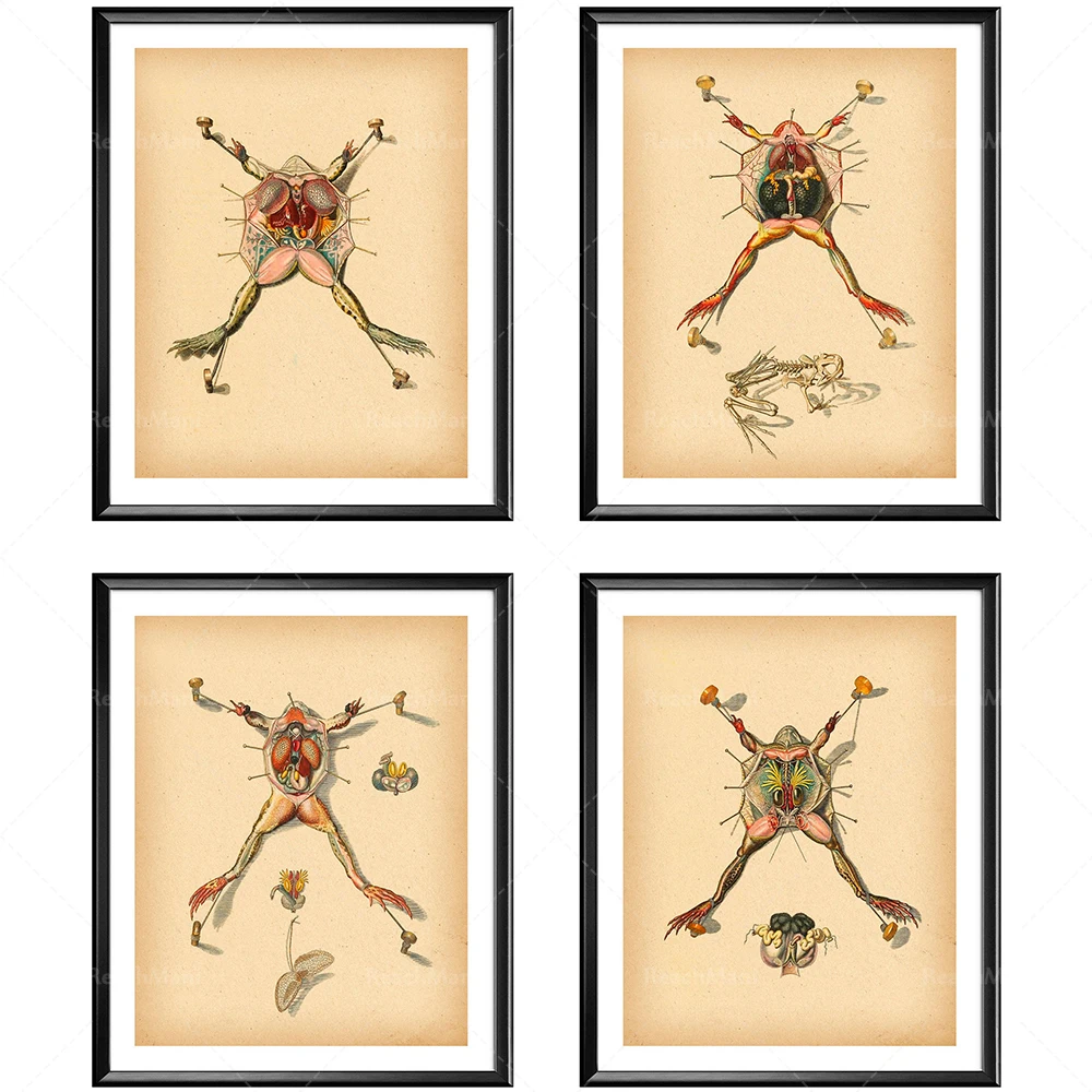 Prepared Frog Print, Frog Anatomy, Animals Anatomy, Frog Surgery Poster, Vintage Veterinary Decor, Veterinarian Gift, Animal Cli
Prepared Frog Print, Frog Anatomy, Animals Anatomy, Frog Surgery Poster, Vintage Veterinary Decor, Veterinarian Gift, Animal Cli