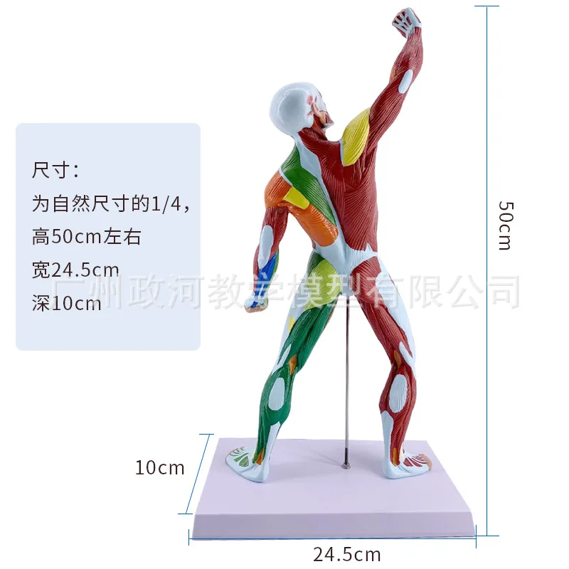 50cm Human Body Whole Body Muscle Model Human Superficial Muscle Anatomy Specimen
50cm Human Body Whole Body Muscle Model Human Superficial Muscle Anatomy Specimen