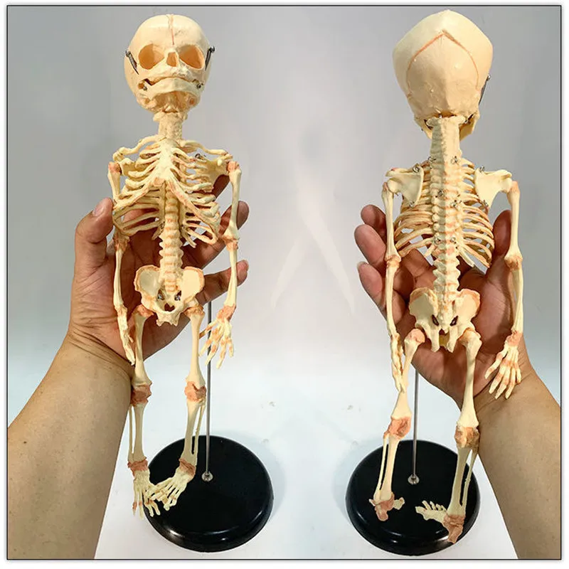 Detachable Miniature Newborn Infant Skeleton Human Baby Skull Teaching Aids
Detachable Miniature Newborn Infant Skeleton Human Baby Skull Teaching Aids