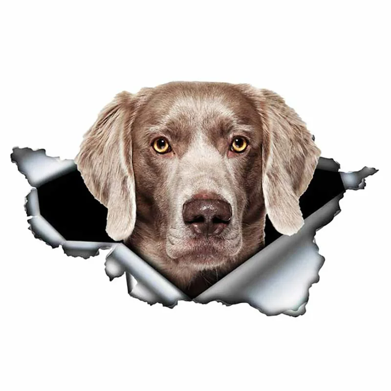 S50047# 13/15/17CM Personality PVC Decal Long Haired Weimaraner Waterproof Car Sticker on Motorcycle Laptop Decorative
S50047# 13/15/17CM Personality PVC Decal Long Haired Weimaraner Waterproof Car Sticker on Motorcycle Laptop Decorative
