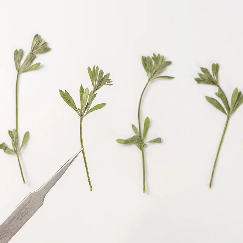 60pcs Pressed Dried Flower Galium aparine L Herbarium For Epoxy Resin Jewelry Bookmark Phone Case Makeup Nail Art Craft DIY
60pcs Pressed Dried Flower Galium aparine L Herbarium For Epoxy Resin Jewelry Bookmark Phone Case Makeup Nail Art Craft DIY
