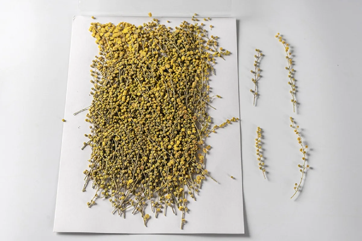 250pcs Pressed Dried Natural Yellow Flower Herbarium For Epoxy Resin Face Make UP Nail Art Jewelry Bookmark Phone Case DIY
250pcs Pressed Dried Natural Yellow Flower Herbarium For Epoxy Resin Face Make UP Nail Art Jewelry Bookmark Phone Case DIY