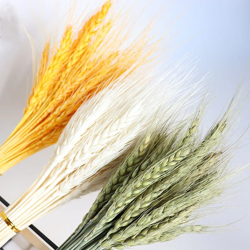 Flower Bouquet Plants Natural Wedding Wedding Dry Flowers Branches for Decoration Dried Reeds Pampasplumes Bohemian Wheat Party
Flower Bouquet Plants Natural Wedding Wedding Dry Flowers Branches for Decoration Dried Reeds Pampasplumes Bohemian Wheat Party