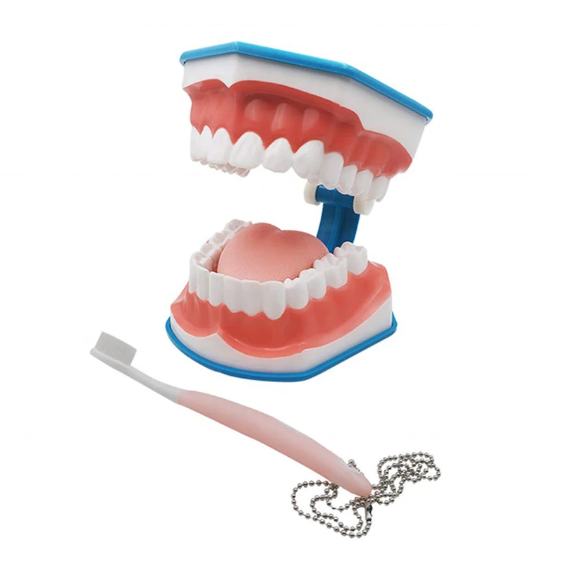 PVC Dental Care Brushing Teaching Model with Toothbrush School Teaching Tools Drop Shipping
PVC Dental Care Brushing Teaching Model with Toothbrush School Teaching Tools Drop Shipping