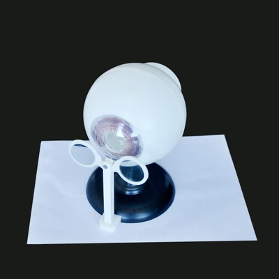 Eyeball imaging demonstration model construction teaching biological instrument
Eyeball imaging demonstration model construction teaching biological instrument