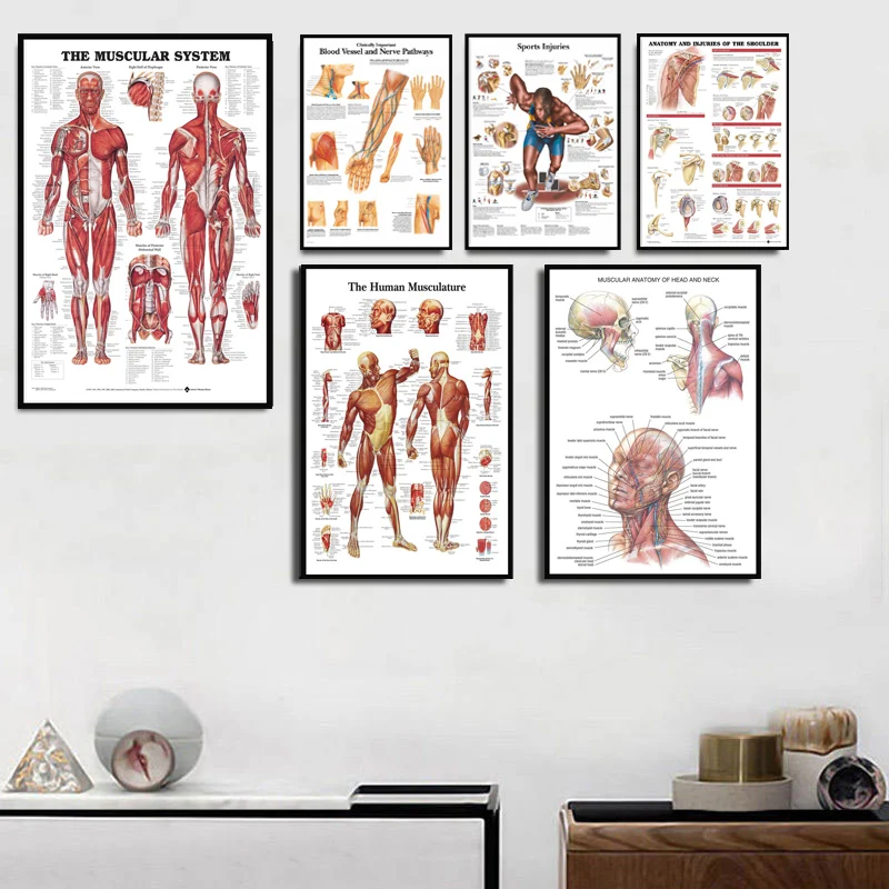 Anatomical Chart Human Body Anatomy Medical Hot Art Poster Canvas Painting Wall Picture For Home Decor Posters and Prints
Anatomical Chart Human Body Anatomy Medical Hot Art Poster Canvas Painting Wall Picture For Home Decor Posters and Prints