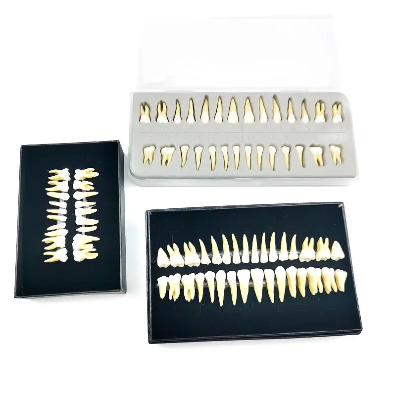 Pediatric Teeth Adult Teeth Tooth Model Carved Teeth Teeth Dental Model Teaching Model Practise Teeth Model
Pediatric Teeth Adult Teeth Tooth Model Carved Teeth Teeth Dental Model Teaching Model Practise Teeth Model
