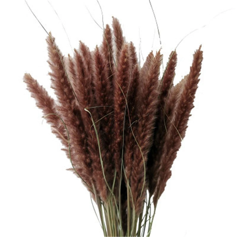Dekoration Dried Small Pampas Grass Phragmites Communis Decoration for Home Store Wedding Natural Bulrush Pampas Dried Flowers
Dekoration Dried Small Pampas Grass Phragmites Communis Decoration for Home Store Wedding Natural Bulrush Pampas Dried Flowers