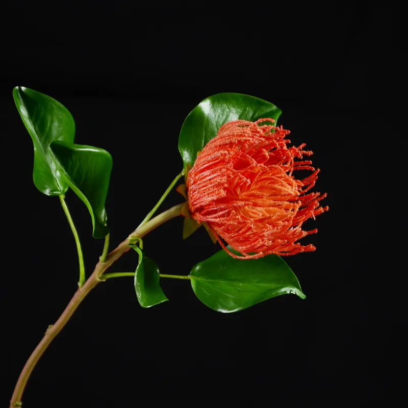 MBF Wholesale Artificial Flowers Emperor Flower Pincushion Flower For DIY Wedding Home Decor
MBF Wholesale Artificial Flowers Emperor Flower Pincushion Flower For DIY Wedding Home Decor