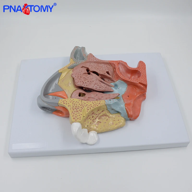 Enlarged Human Nasal Cavity Model Nose Anatomical Model Educational Equipment Medical Science Anatomy Turbinate Bone Nose Bone
Enlarged Human Nasal Cavity Model Nose Anatomical Model Educational Equipment Medical Science Anatomy Turbinate Bone Nose Bone