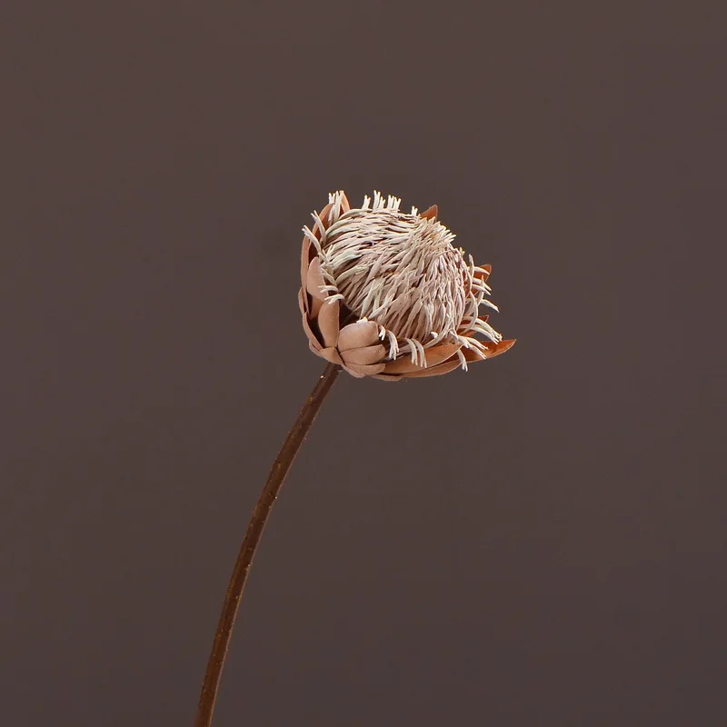 MBF Artificial Silk Flower King Protea DIY Floral Arrangement Fake Dry Emperor Flowers Home Party Wedding Table Decoration
MBF Artificial Silk Flower King Protea DIY Floral Arrangement Fake Dry Emperor Flowers Home Party Wedding Table Decoration