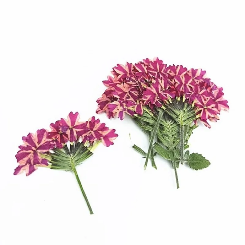 Pressed Dried Verbena Hybrida Voss Flower with Stem For Epoxy Resin Jewelry Making Bookmark Phone Case Face Makeup Nail Art DIY
Pressed Dried Verbena Hybrida Voss Flower with Stem For Epoxy Resin Jewelry Making Bookmark Phone Case Face Makeup Nail Art DIY