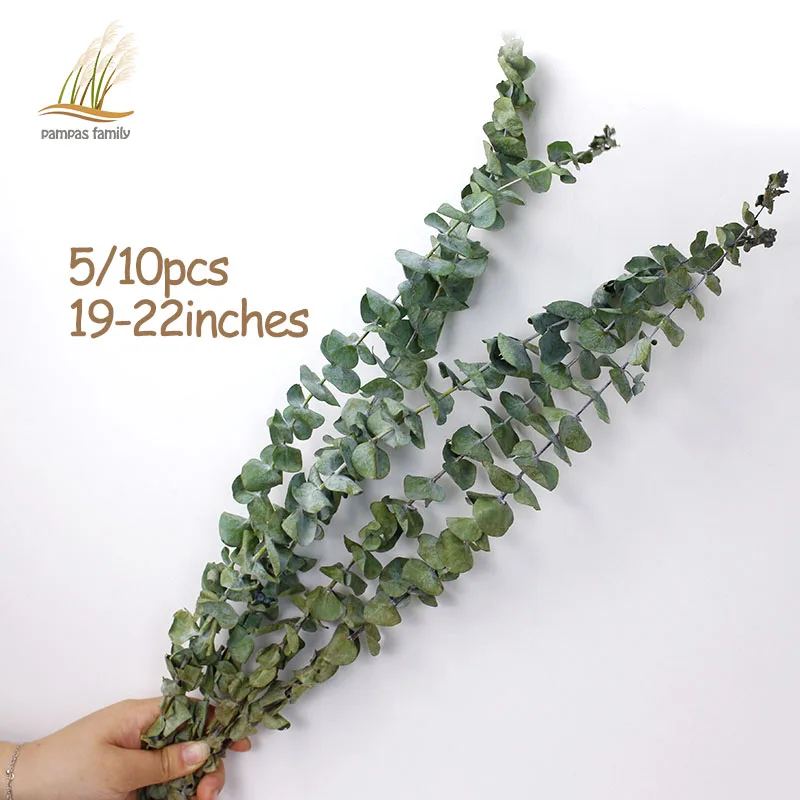 Natural Dried Flowers Eucalyptus Branches Large size Fresh Eucalyptus Leaf Forever Flowers Immortal Flowers Decor Home Party
Natural Dried Flowers Eucalyptus Branches Large size Fresh Eucalyptus Leaf Forever Flowers Immortal Flowers Decor Home Party