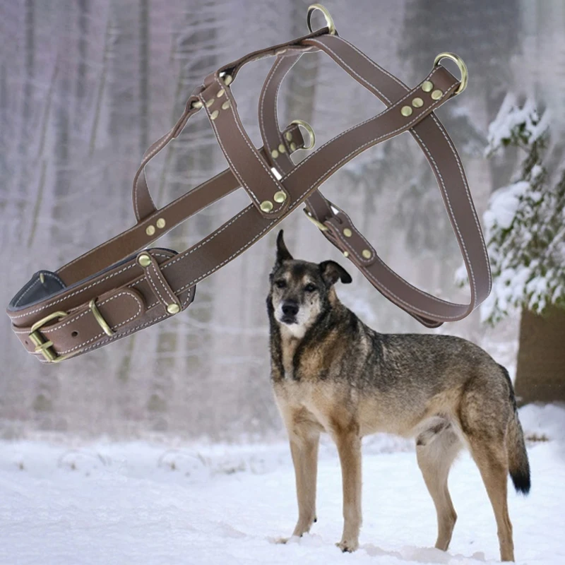 Real Leather Dog Sled Harness Husky Samoyed Alaska Malamute sport Dog Weight Pulling Sledding Canicross Skijoring Scootering
Real Leather Dog Sled Harness Husky Samoyed Alaska Malamute sport Dog Weight Pulling Sledding Canicross Skijoring Scootering
