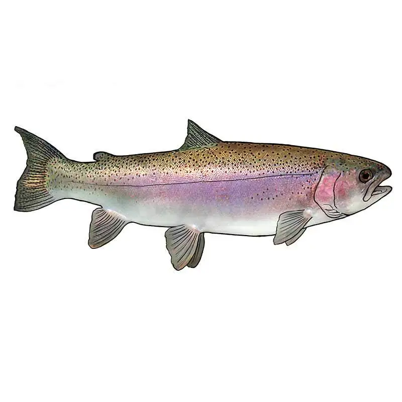 Animals Decal for Cutthroat Trout Funny Car Stickers and Decals Vinyl Car Wrap JDM Laptop Refrigerator Decoration
Animals Decal for Cutthroat Trout Funny Car Stickers and Decals Vinyl Car Wrap JDM Laptop Refrigerator Decoration