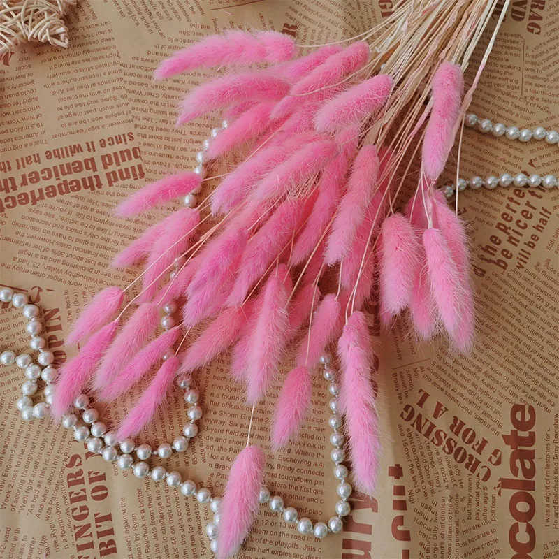 15pcs Dried Natural Flowers Rabbit Tail Grass Real Dry Flower Pampas Grass Wedding Party Decoration Home Living Room Decor
15pcs Dried Natural Flowers Rabbit Tail Grass Real Dry Flower Pampas Grass Wedding Party Decoration Home Living Room Decor