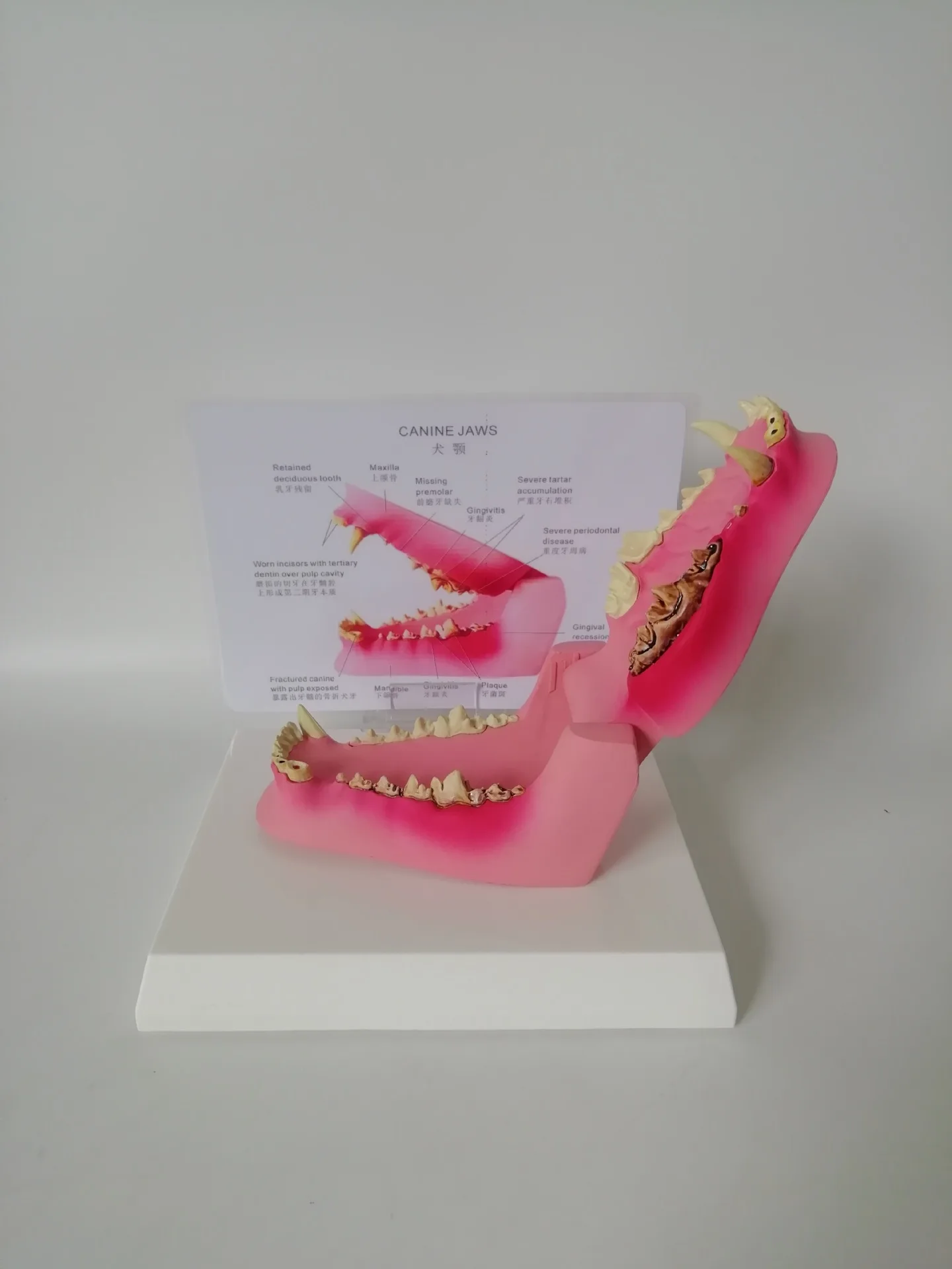 Canine Dog Jaw Anatomical Model Anatomy Veterinary Professional Dental Animal Skeleton Decomposition Specimen
Canine Dog Jaw Anatomical Model Anatomy Veterinary Professional Dental Animal Skeleton Decomposition Specimen