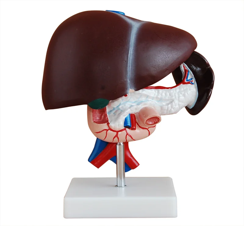 Human Liver Model with Pancreas and Duodenum, Anatomical Liver Model
Human Liver Model with Pancreas and Duodenum, Anatomical Liver Model