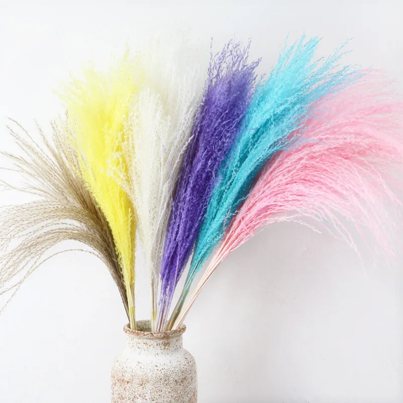 Natural Plants Pampas Grass Fluffy Dried Flower Phragmites Grass Wedding Arrangement DIY Bouquet Home EasterDecorationDekoration
Natural Plants Pampas Grass Fluffy Dried Flower Phragmites Grass Wedding Arrangement DIY Bouquet Home EasterDecorationDekoration