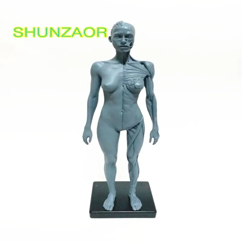 30cm Human Female ps4 Model Anatomy Skull Head Muscle Bone Medical Artist Drawing skeleton for sale
30cm Human Female ps4 Model Anatomy Skull Head Muscle Bone Medical Artist Drawing skeleton for sale