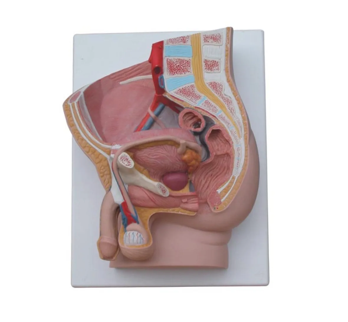 Human Male Pelvis Section Model with 2 Parts,Male Pelvis Model,Male genital organs with bladder and rectum
Human Male Pelvis Section Model with 2 Parts,Male Pelvis Model,Male genital organs with bladder and rectum