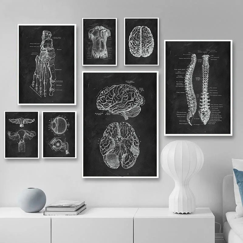Human Anatomy Artwork Medical Wall Picture Skeleton Organ Muscle System Vintage Poster Canvas Print Body Education Painting
Human Anatomy Artwork Medical Wall Picture Skeleton Organ Muscle System Vintage Poster Canvas Print Body Education Painting