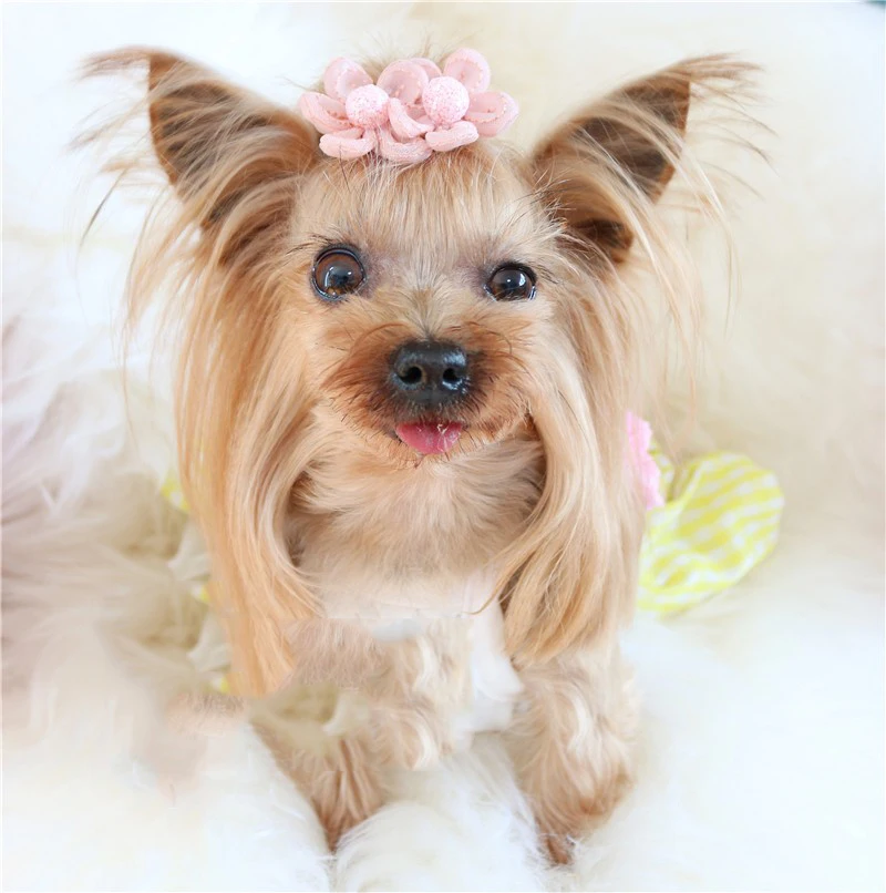 2020 New Pet sweet flower hairpin frog clip Teddy Shih Tzu Maltese dog clip 20pcs/lot
2020 New Pet sweet flower hairpin frog clip Teddy Shih Tzu Maltese dog clip 20pcs/lot