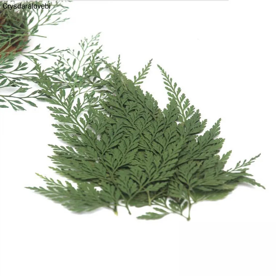 120 шт 4-7 см прессованный высушенный зеленый/коричневый Stenoloma Chusanum цветок растения Гербария ювелирный чехол для телефона рамка открытка делая
120 шт 4-7 см прессованный высушенный зеленый/коричневый Stenoloma Chusanum цветок растения Гербария ювелирный чехол для телефона рамка открытка делая