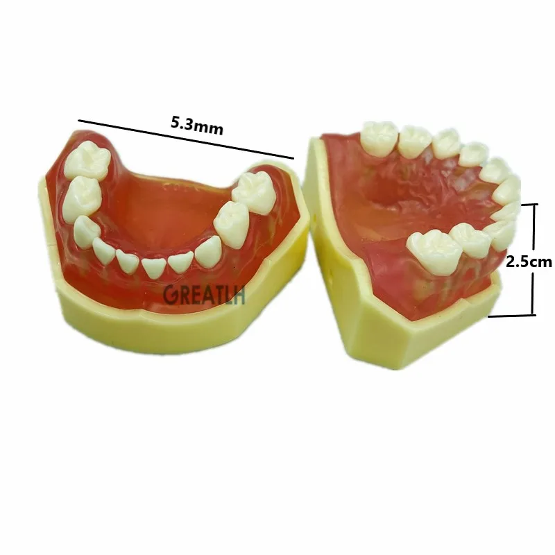 Dental Typodont Soft Gum mini Study Teeth Model with Removable Teeth Model Dental Supplies
Dental Typodont Soft Gum mini Study Teeth Model with Removable Teeth Model Dental Supplies