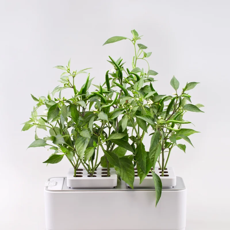 Best price decorative console table home decoration accessorie flower and plamt pot for indoor home mini garden hydroponic plant
Best price decorative console table home decoration accessorie flower and plamt pot for indoor home mini garden hydroponic plant