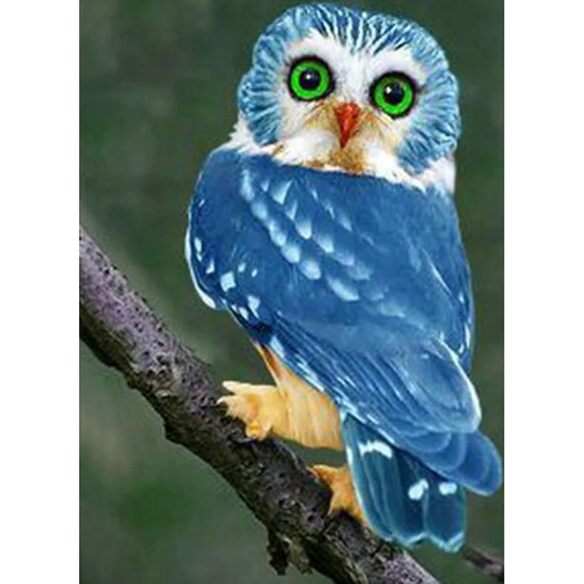 5D Diy Diamond Painting Animal Bird Cross Stitch Rhinestones Full Square Round Drill Diamond Embroidery Home Decoration Gift L07
5D Diy Diamond Painting Animal Bird Cross Stitch Rhinestones Full Square Round Drill Diamond Embroidery Home Decoration Gift L07