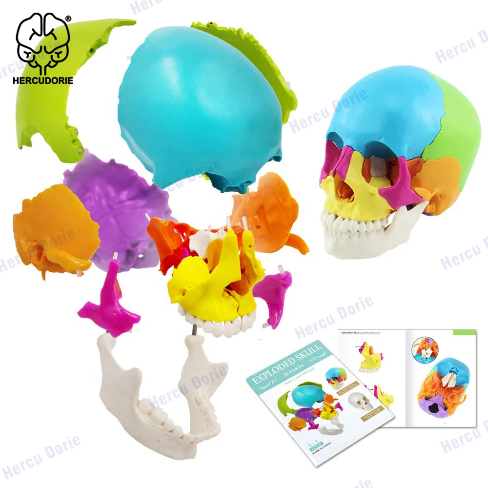 Adult Human Skull Model,22-Part Painted Human Skull Model Disassembles into 22 Bones,Life Size Replica Medical Anatomy Totally D
Adult Human Skull Model,22-Part Painted Human Skull Model Disassembles into 22 Bones,Life Size Replica Medical Anatomy Totally D