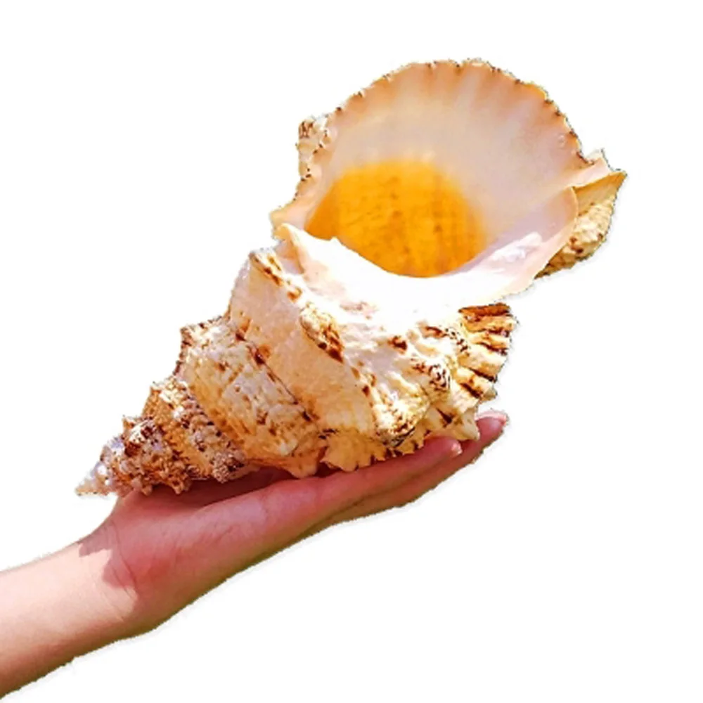 1pcs big size natural Conch sea shell Big conch shell for home decoration or gift
1pcs big size natural Conch sea shell Big conch shell for home decoration or gift