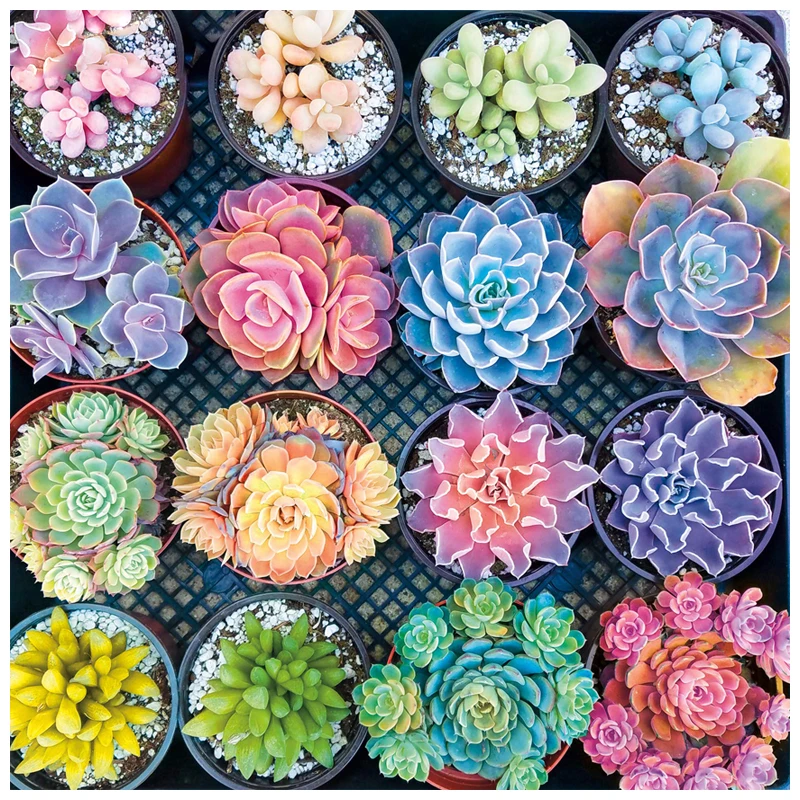 Yumeart Diamond Painting Sweet Succulents Full Square Drill Beaded Painting Mosaic Diamond Embroidery Sale Set Cross Stitch Kits
Yumeart Diamond Painting Sweet Succulents Full Square Drill Beaded Painting Mosaic Diamond Embroidery Sale Set Cross Stitch Kits