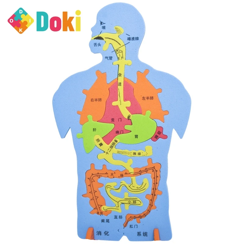 Doki Toy Technology для производства внутреннего пазла, модель для эксперимента, познавательная большая «сделай сам», пищеварительная система в человеческих органах, популярный 2022
Doki Toy Technology для производства внутреннего пазла, модель для эксперимента, познавательная большая «сделай сам», пищеварительная система в человеческих органах, популярный 2022