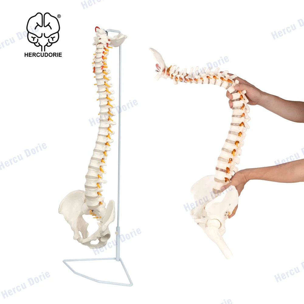 Life Size Human Spine Model, Bendable Spinal Cord with Hyoid Bone, Herniated Disk, Nerves, Arteries, Pelvis, Femur Heads, Teachi
Life Size Human Spine Model, Bendable Spinal Cord with Hyoid Bone, Herniated Disk, Nerves, Arteries, Pelvis, Femur Heads, Teachi