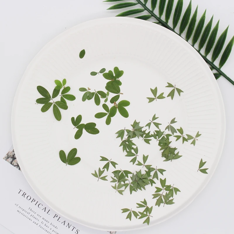120pcs Pressed Dried Flower Crneate Lespedez Leaf Herbarium Epoxy Resin Jewelry Making Makeup Face Nail Art Craft DIY
120pcs Pressed Dried Flower Crneate Lespedez Leaf Herbarium Epoxy Resin Jewelry Making Makeup Face Nail Art Craft DIY
