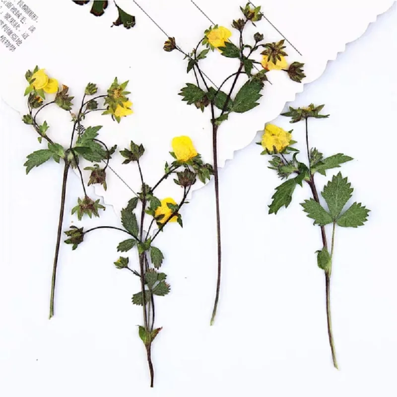 60 шт прессованный высушенный Potentilla fragarioides Linn цветок гербарий из растений для ювелирных изделий фоторамка чехол для телефона Закладка сделай сам
60 шт прессованный высушенный Potentilla fragarioides Linn цветок гербарий из растений для ювелирных изделий фоторамка чехол для телефона Закладка сделай сам