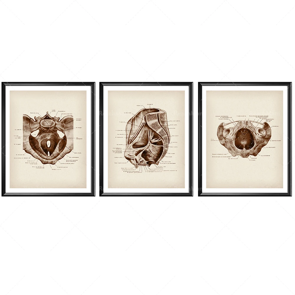 Anatomical Female Pelvis Vintage Poster Woman Anatomy Art Gynecologist Gift Gynecology and Obstetrics Prints Obstetrician Gift M
Anatomical Female Pelvis Vintage Poster Woman Anatomy Art Gynecologist Gift Gynecology and Obstetrics Prints Obstetrician Gift M