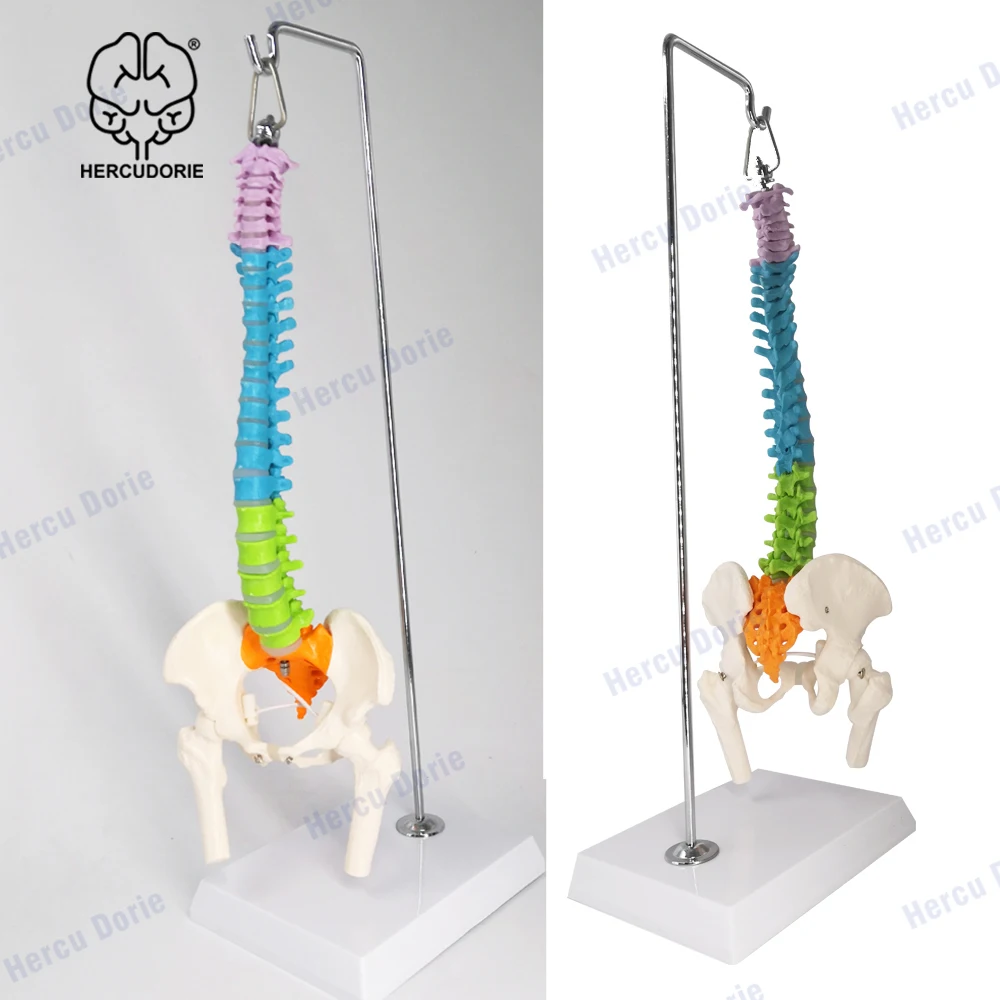 45cm Miniature colour Spine Anatomy Model, 15.5" Mini Vertebral Column Model Details Vertebrae, Spinal Nerves, Lumbar & Pelvis
45cm Miniature colour Spine Anatomy Model, 15.5" Mini Vertebral Column Model Details Vertebrae, Spinal Nerves, Lumbar & Pelvis