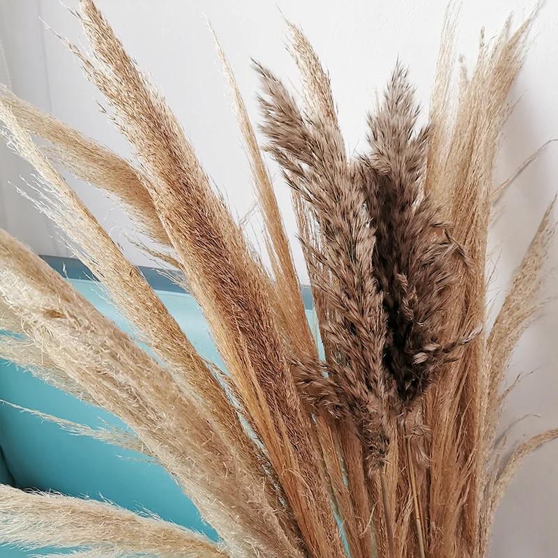 Wedding 100/130cm larger Pampas Grass Dried 20/30/50pcs big size PampasGrass home Decor Dried Flowers Decoration Artificial
Wedding 100/130cm larger Pampas Grass Dried 20/30/50pcs big size PampasGrass home Decor Dried Flowers Decoration Artificial