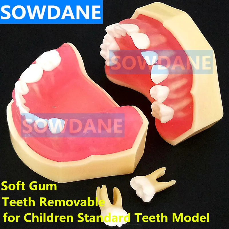 Dental 1:1 Study Teaching Model Dental Children Standard Model Removable Teeth Soft Gum Kid TYPODONT Model
Dental 1:1 Study Teaching Model Dental Children Standard Model Removable Teeth Soft Gum Kid TYPODONT Model