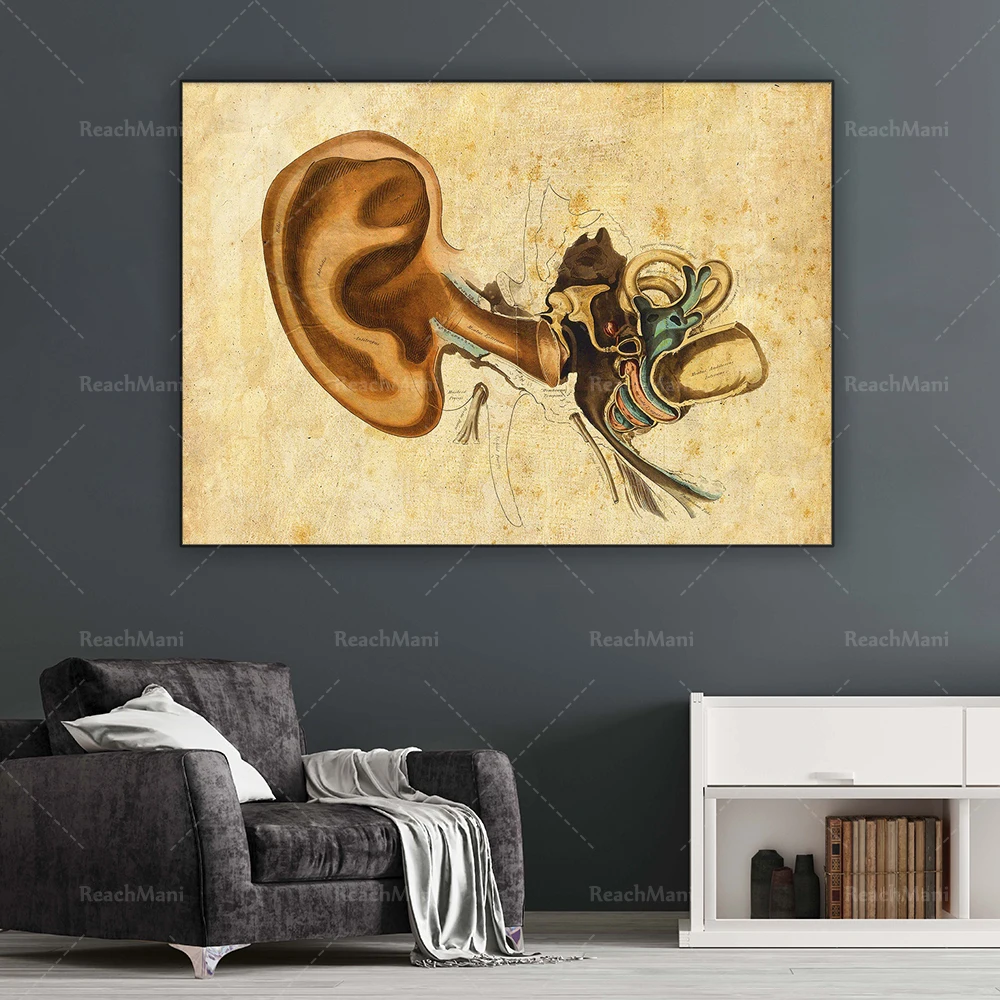 Anatomical ear hearing poster, audiologist gift human ear medical ear structure antique illustration otolaryngologist office dec
Anatomical ear hearing poster, audiologist gift human ear medical ear structure antique illustration otolaryngologist office dec