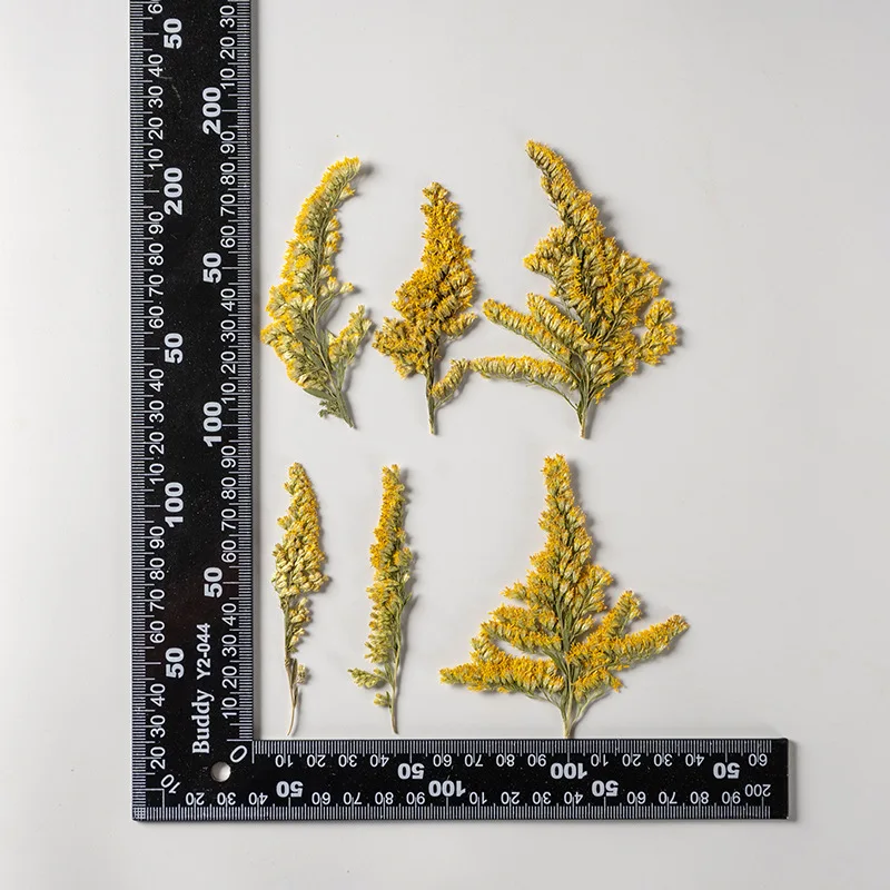 250pcs Pressed Dried Flower Solidago decurrens Lour Herbarium For Face Make UP Nail Art Jewelry Bookmark Phone Case Card DIY
250pcs Pressed Dried Flower Solidago decurrens Lour Herbarium For Face Make UP Nail Art Jewelry Bookmark Phone Case Card DIY